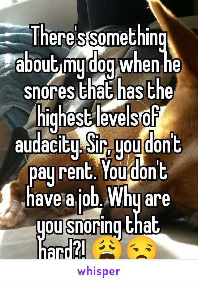 There's something about my dog when he snores that has the highest levels of audacity. Sir, you don't pay rent. You don't have a job. Why are you snoring that hard?! 😩😒