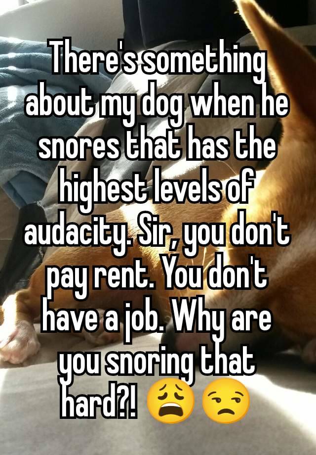 There's something about my dog when he snores that has the highest levels of audacity. Sir, you don't pay rent. You don't have a job. Why are you snoring that hard?! 😩😒