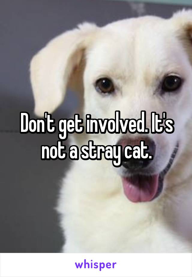 Don't get involved. It's not a stray cat.