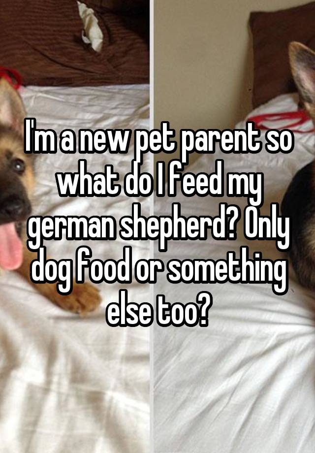 I'm a new pet parent so what do I feed my german shepherd? Only dog food or something else too?