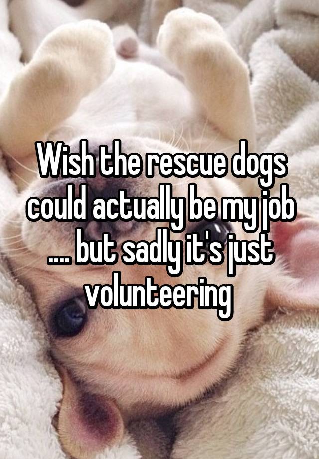 Wish the rescue dogs could actually be my job .... but sadly it's just volunteering 