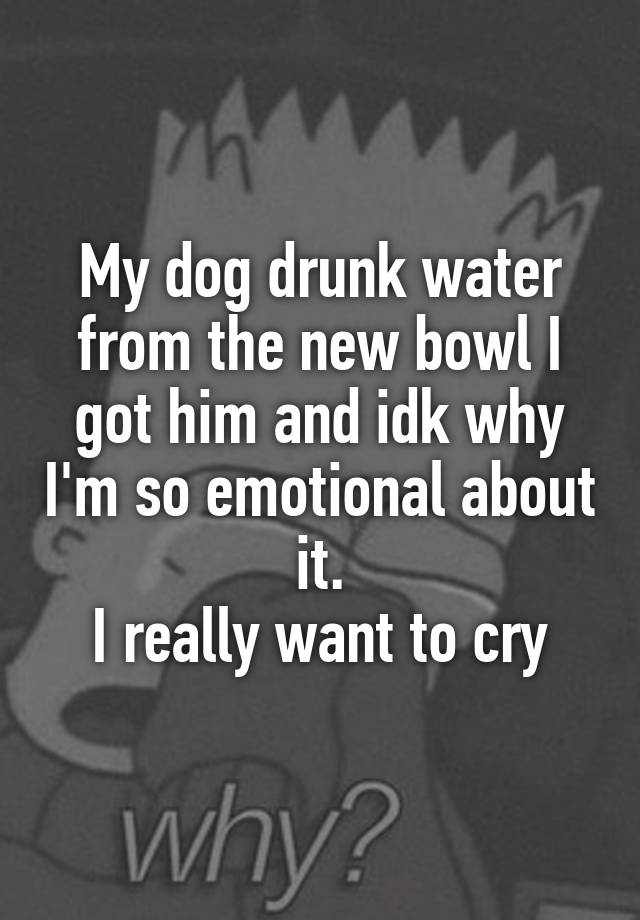 My dog drunk water from the new bowl I got him and idk why I'm so emotional about it.
I really want to cry