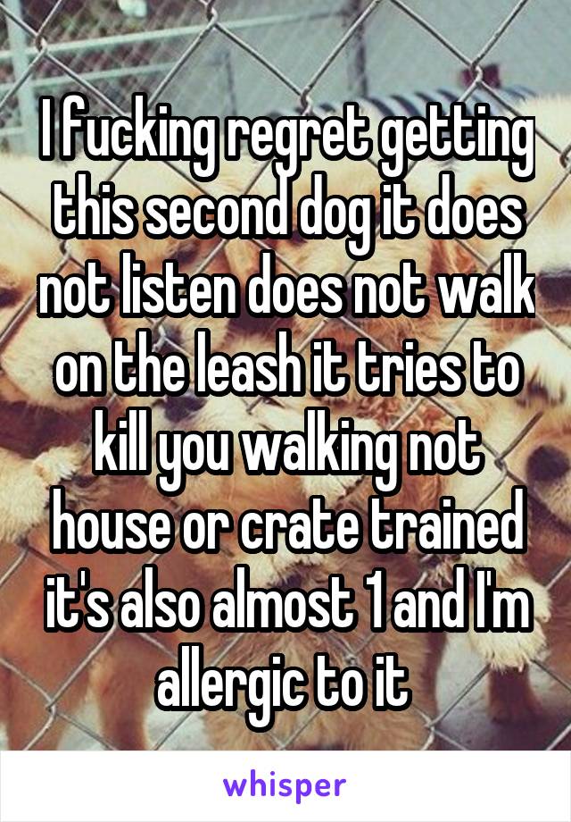 I fucking regret getting this second dog it does not listen does not walk on the leash it tries to kill you walking not house or crate trained it's also almost 1 and I'm allergic to it 