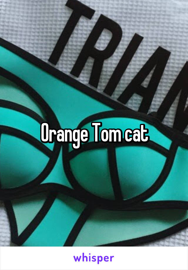 Orange Tom cat