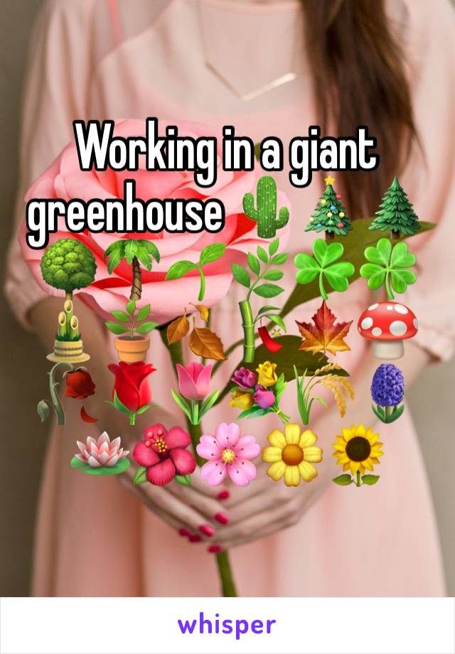 
Working in a giant greenhouse 🌵🎄🌲🌳🌴🌱🌿☘️🍀🎍🪴🍂🎋🍁🍄🥀🌹🌷💐🌾🪻🪷🌺🌸🌼🌻