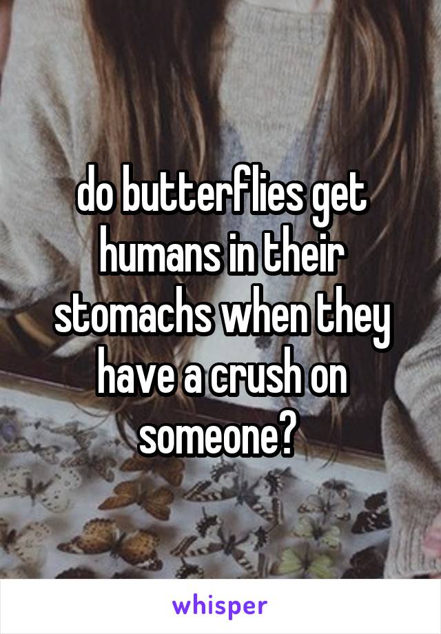 do butterflies get humans in their stomachs when they have a crush on someone? 