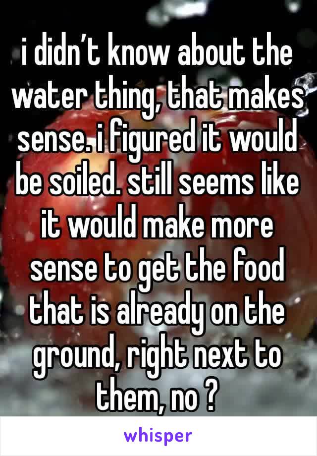 i didn’t know about the water thing, that makes sense. i figured it would be soiled. still seems like it would make more sense to get the food that is already on the ground, right next to them, no ?