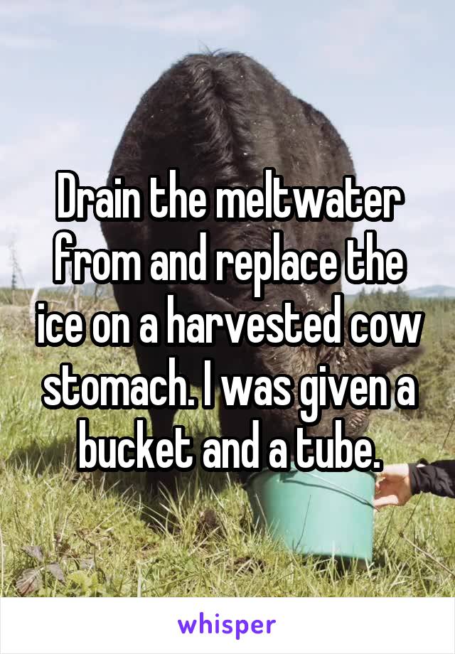 Drain the meltwater from and replace the ice on a harvested cow stomach. I was given a bucket and a tube.