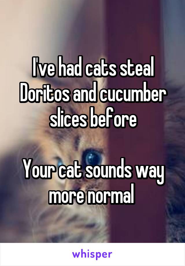 I've had cats steal Doritos and cucumber slices before

Your cat sounds way more normal 