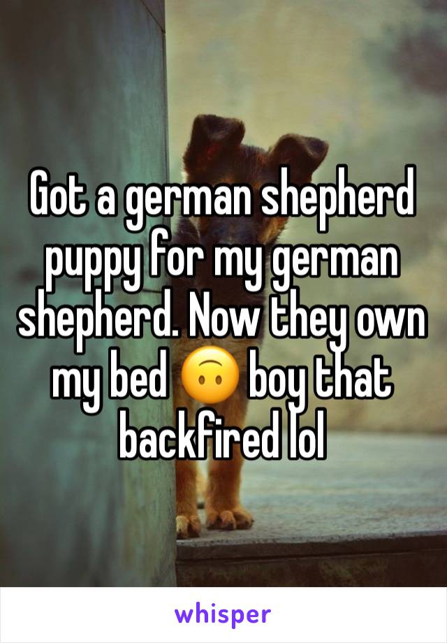Got a german shepherd puppy for my german shepherd. Now they own my bed 🙃 boy that backfired lol