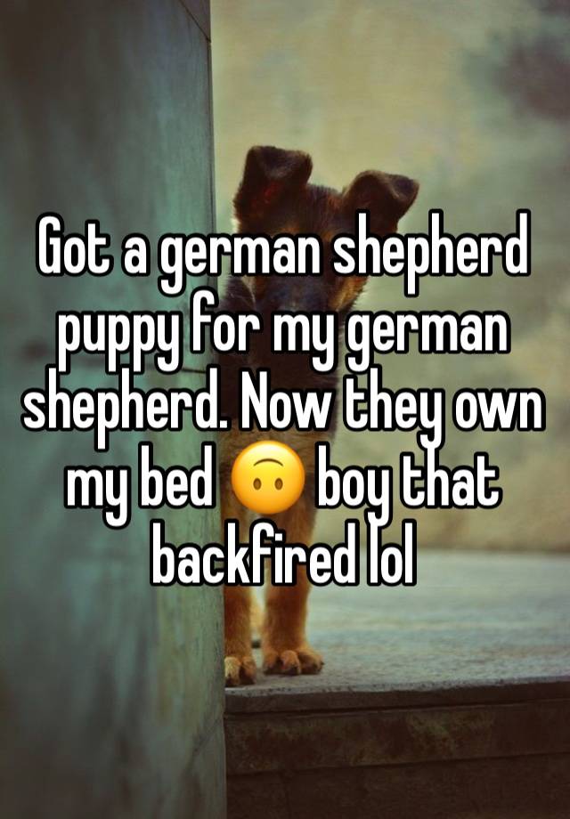 Got a german shepherd puppy for my german shepherd. Now they own my bed 🙃 boy that backfired lol