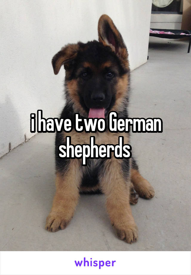 i have two German shepherds 