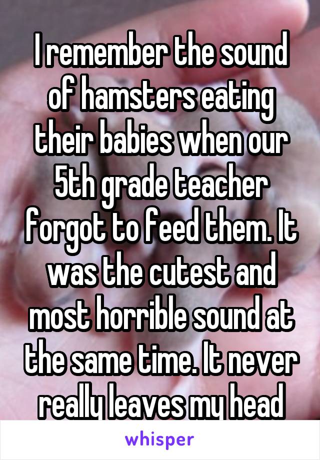 I remember the sound of hamsters eating their babies when our 5th grade teacher forgot to feed them. It was the cutest and most horrible sound at the same time. It never really leaves my head