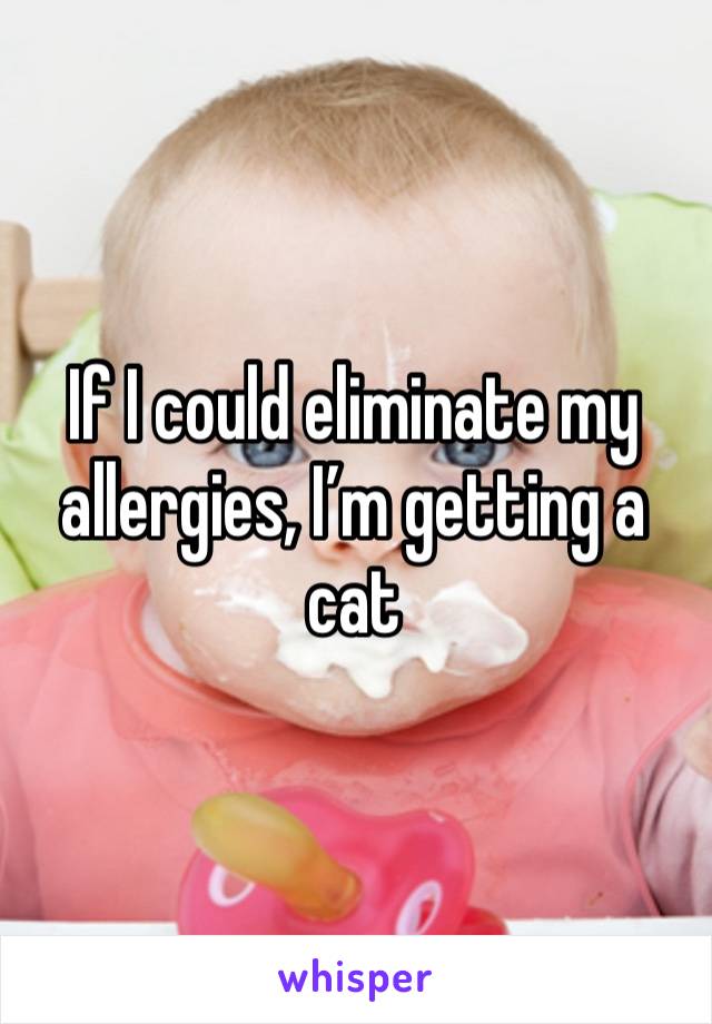 If I could eliminate my allergies, I’m getting a cat