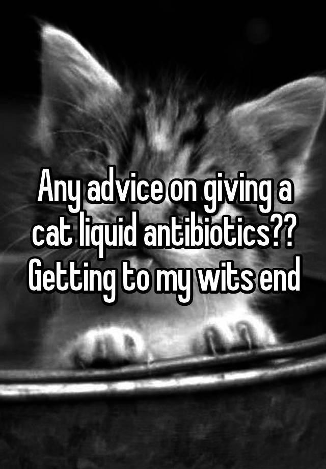 Any advice on giving a cat liquid antibiotics?? Getting to my wits end