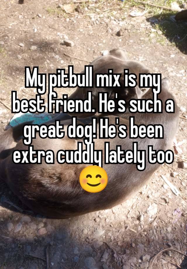 My pitbull mix is my best friend. He's such a great dog! He's been extra cuddly lately too 😊