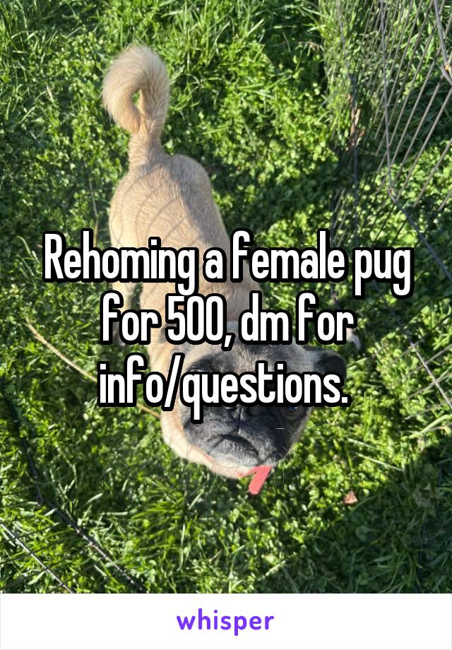 Rehoming a female pug for 500, dm for info/questions. 