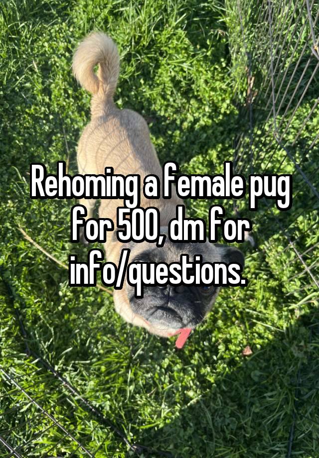 Rehoming a female pug for 500, dm for info/questions. 