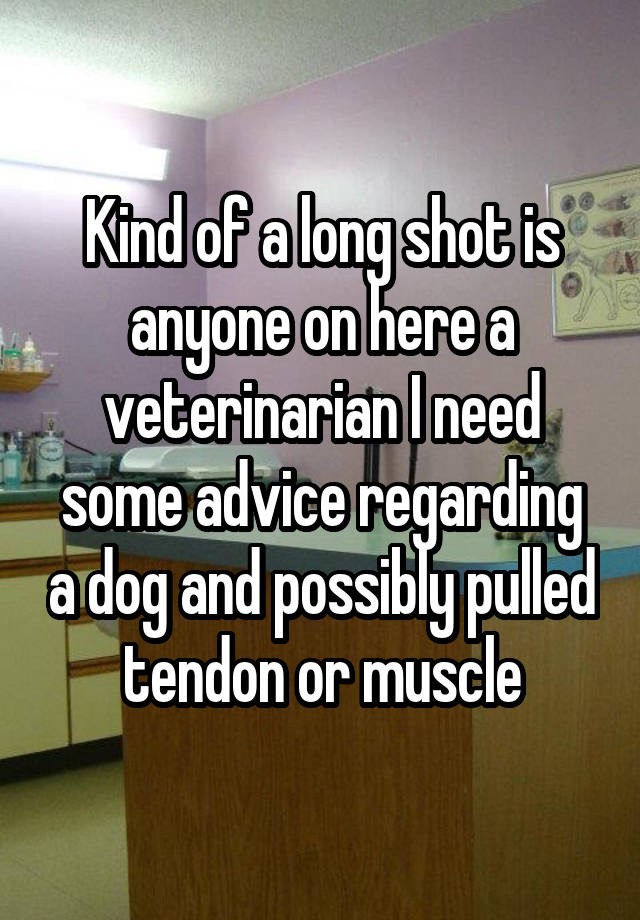 Kind of a long shot is anyone on here a veterinarian I need some advice regarding a dog and possibly pulled tendon or muscle