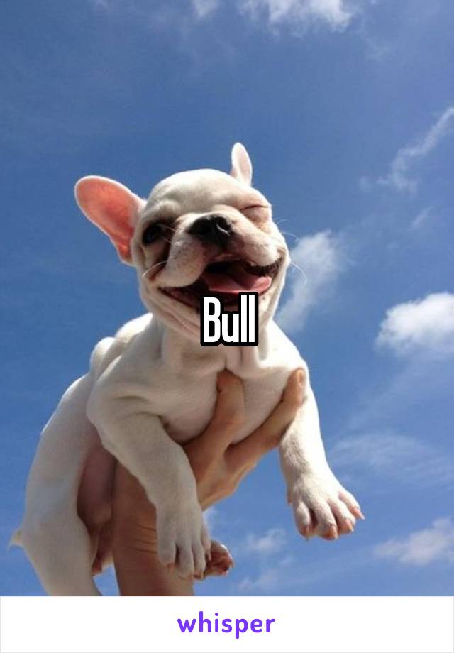 Bull