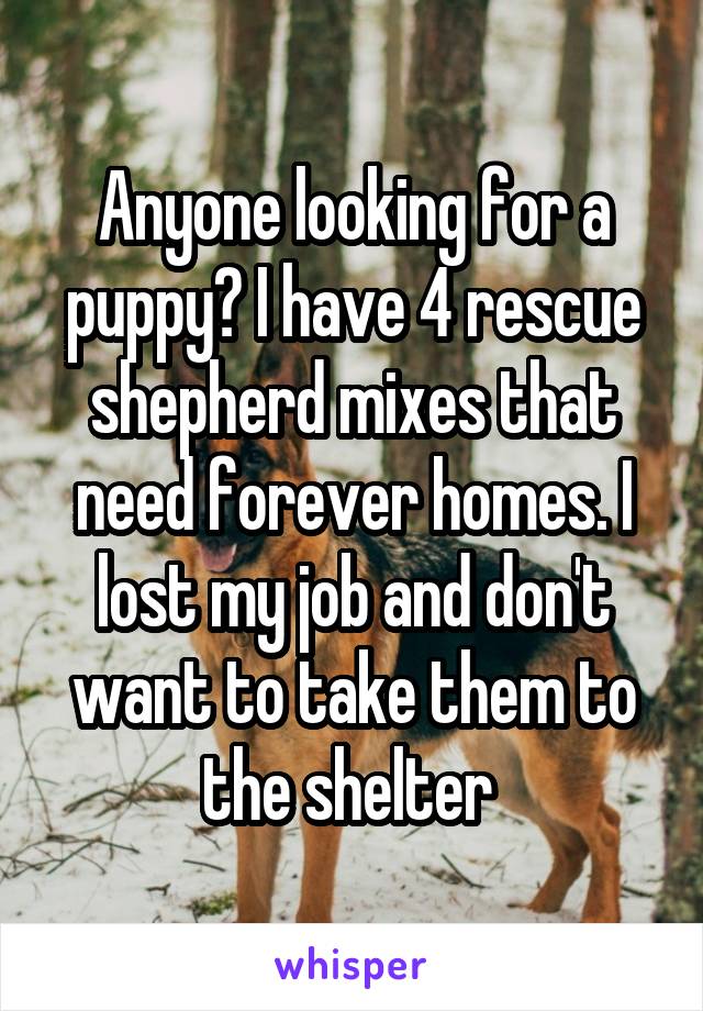 Anyone looking for a puppy? I have 4 rescue shepherd mixes that need forever homes. I lost my job and don't want to take them to the shelter 