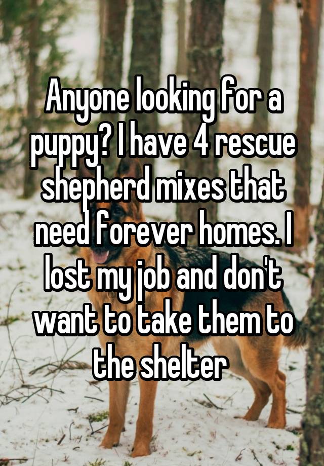 Anyone looking for a puppy? I have 4 rescue shepherd mixes that need forever homes. I lost my job and don't want to take them to the shelter 