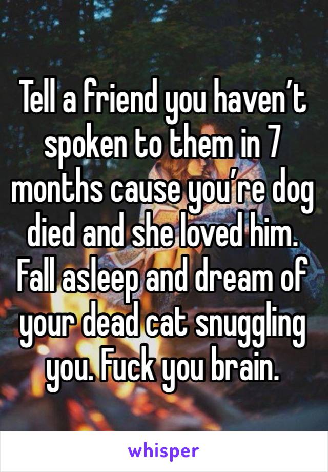 Tell a friend you haven’t spoken to them in 7 months cause you’re dog died and she loved him. Fall asleep and dream of your dead cat snuggling you. Fuck you brain. 