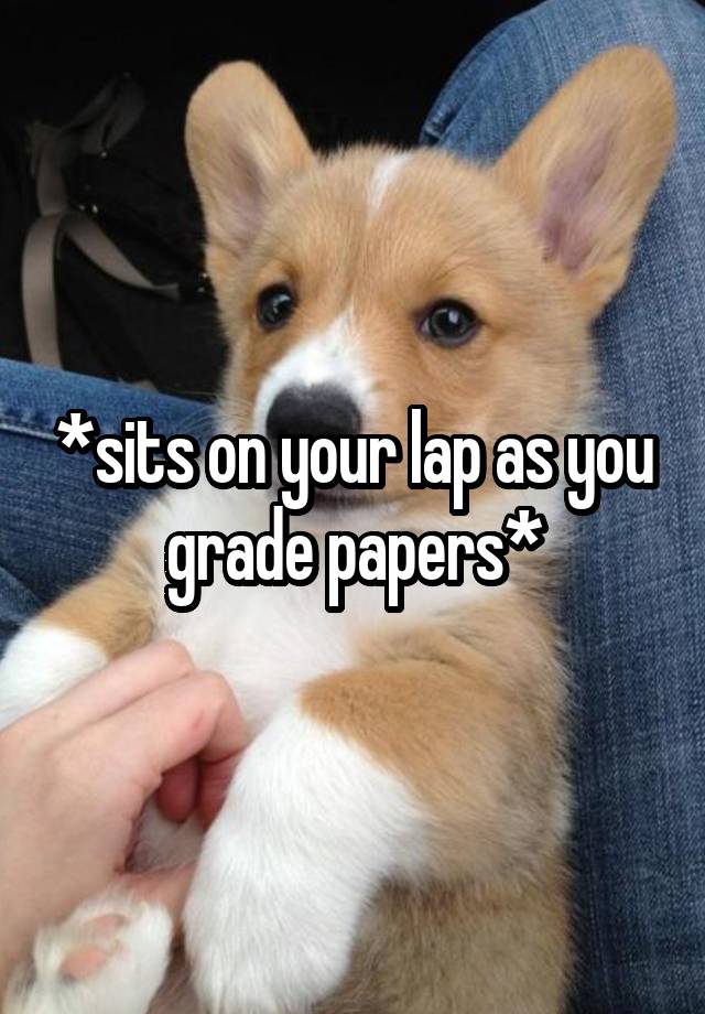 *sits on your lap as you grade papers*