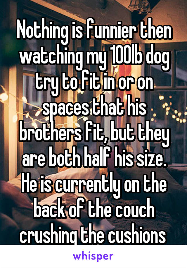 Nothing is funnier then watching my 100lb dog try to fit in or on spaces that his brothers fit, but they are both half his size. He is currently on the back of the couch crushing the cushions 