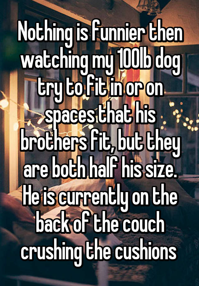 Nothing is funnier then watching my 100lb dog try to fit in or on spaces that his brothers fit, but they are both half his size. He is currently on the back of the couch crushing the cushions 