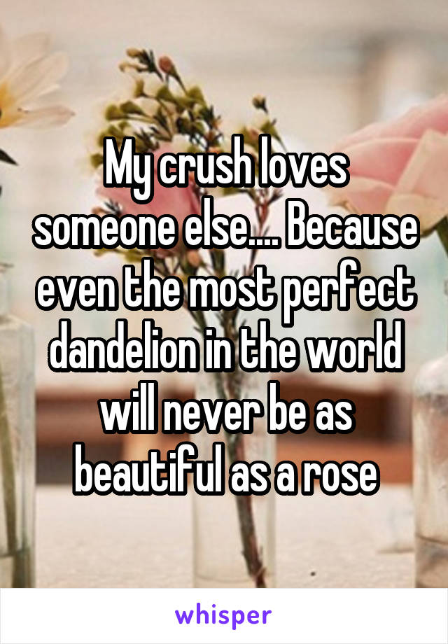 My crush loves someone else.... Because even the most perfect dandelion in the world will never be as beautiful as a rose