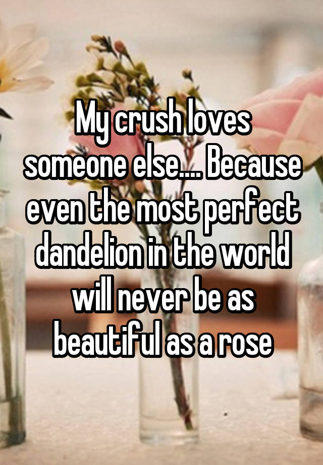 My crush loves someone else.... Because even the most perfect dandelion in the world will never be as beautiful as a rose