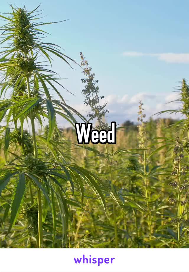 Weed