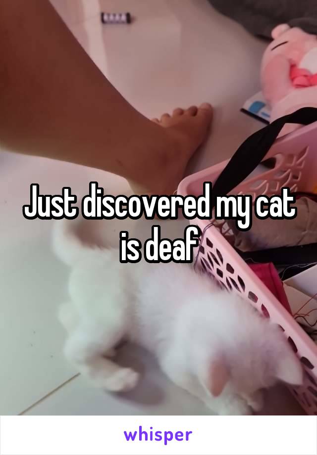 Just discovered my cat is deaf