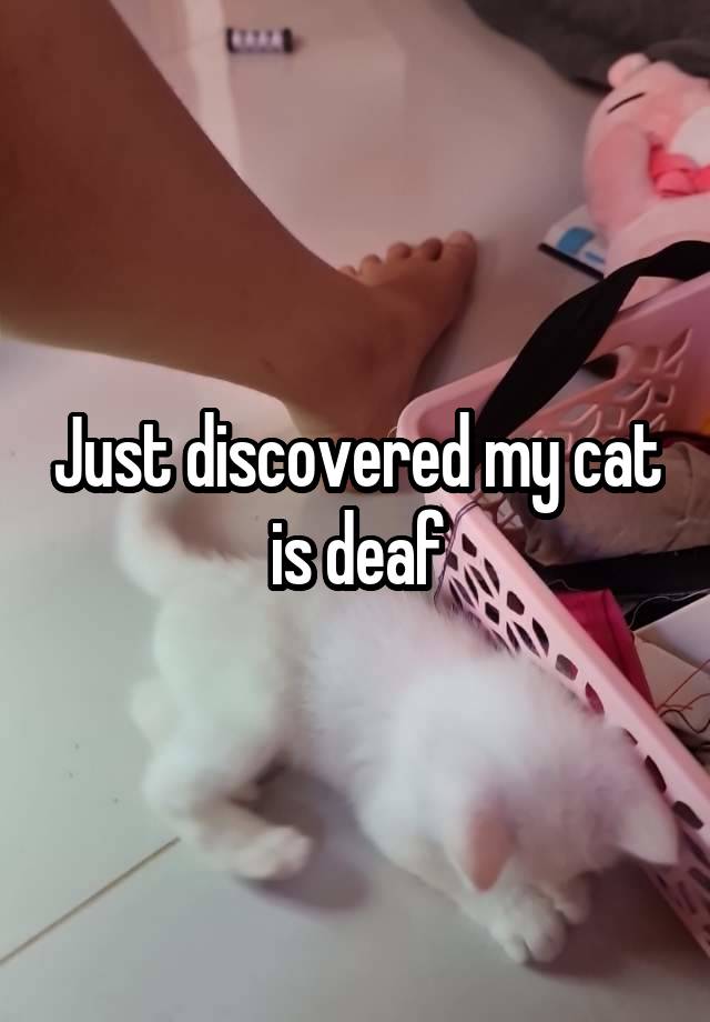 Just discovered my cat is deaf