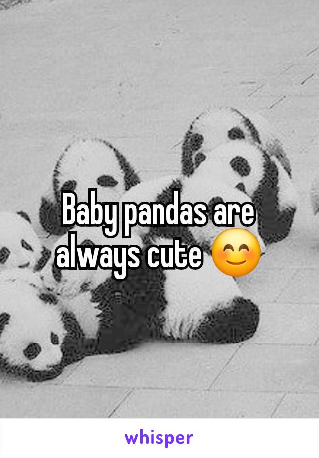 Baby pandas are always cute 😊