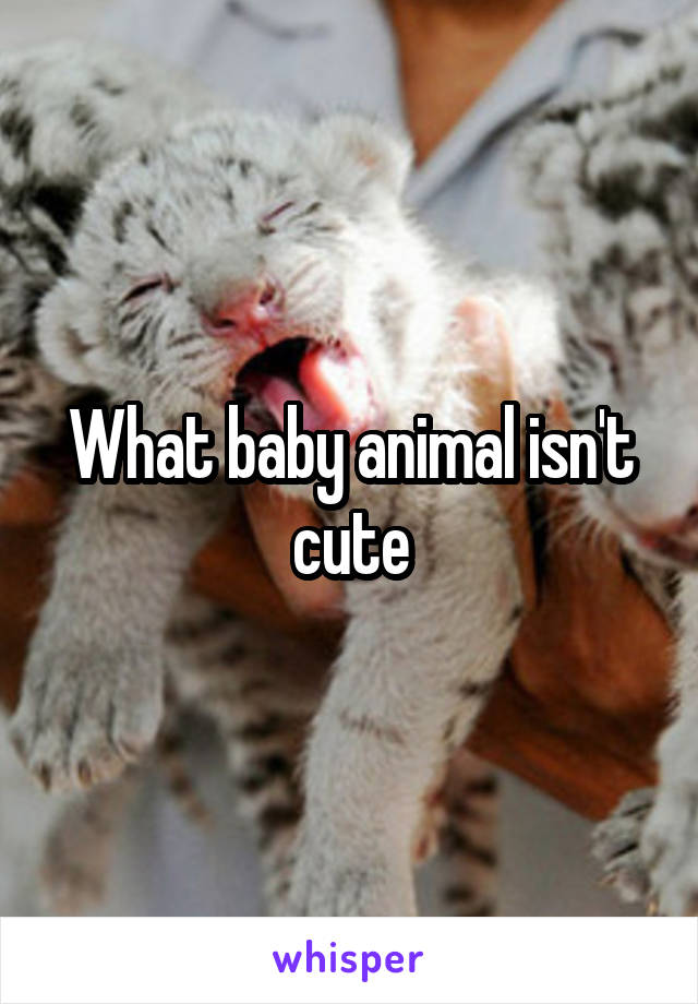 What baby animal isn't cute