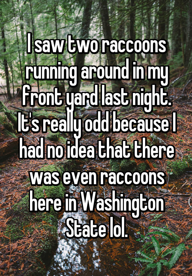 I saw two raccoons running around in my front yard last night. It's really odd because I had no idea that there was even raccoons here in Washington State lol.