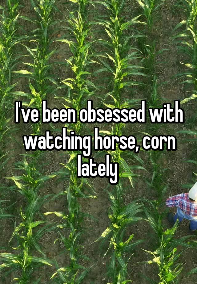 I've been obsessed with watching horse, corn lately 