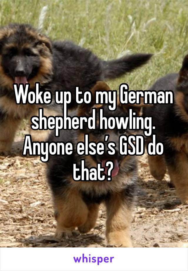 Woke up to my German shepherd howling. Anyone else’s GSD do that?