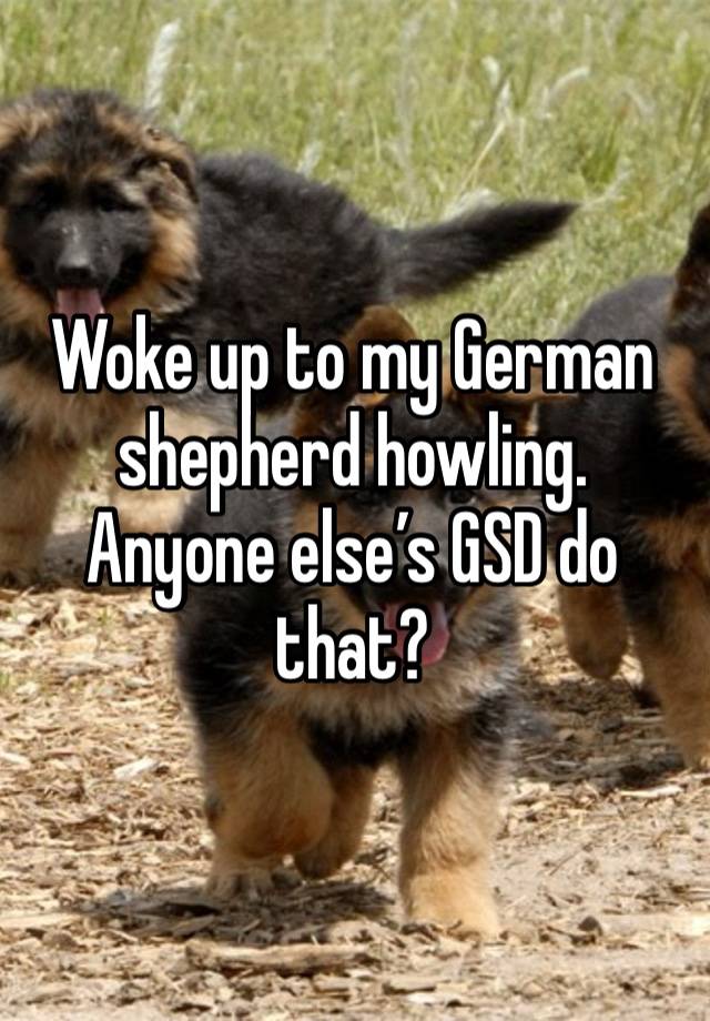 Woke up to my German shepherd howling. Anyone else’s GSD do that?