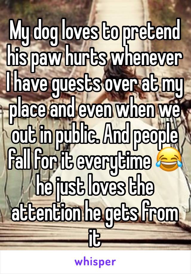 My dog loves to pretend his paw hurts whenever I have guests over at my place and even when we out in public. And people fall for it everytime 😂 he just loves the attention he gets from it 