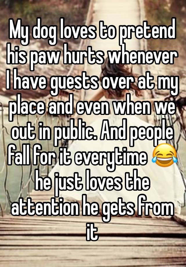 My dog loves to pretend his paw hurts whenever I have guests over at my place and even when we out in public. And people fall for it everytime 😂 he just loves the attention he gets from it 