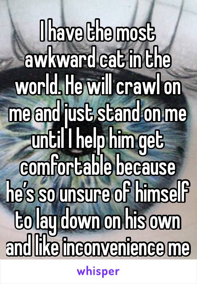 I have the most awkward cat in the world. He will crawl on me and just stand on me until I help him get comfortable because he’s so unsure of himself to lay down on his own and like inconvenience me