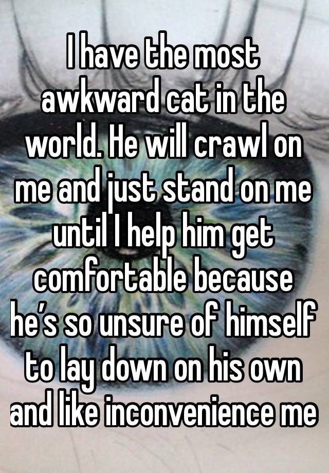 I have the most awkward cat in the world. He will crawl on me and just stand on me until I help him get comfortable because he’s so unsure of himself to lay down on his own and like inconvenience me