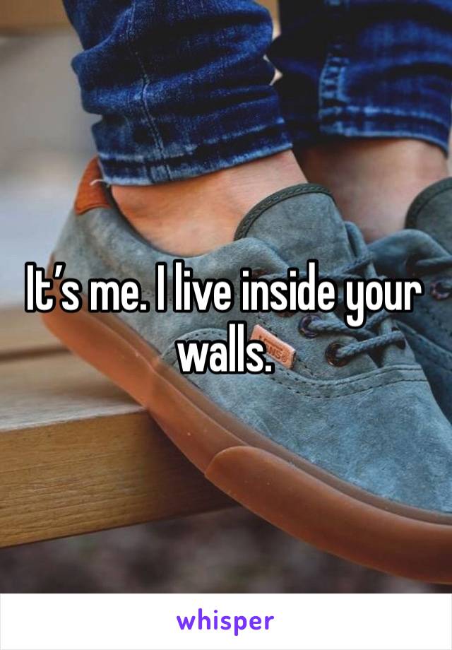 It’s me. I live inside your walls. 