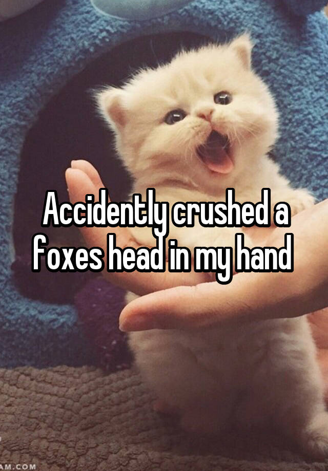 Accidently crushed a foxes head in my hand 