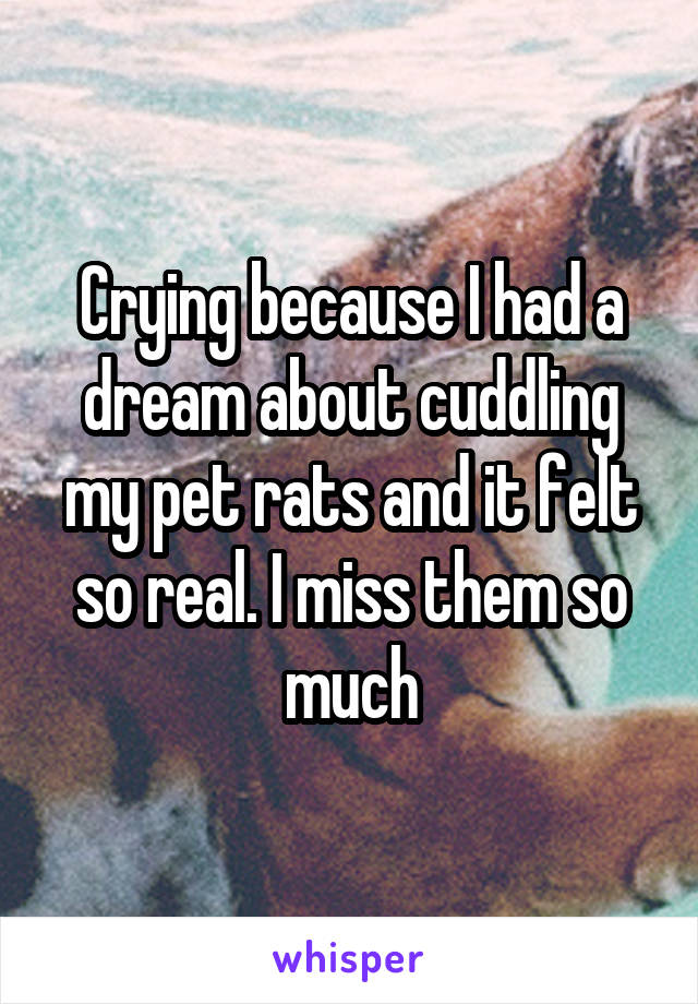 Crying because I had a dream about cuddling my pet rats and it felt so real. I miss them so much