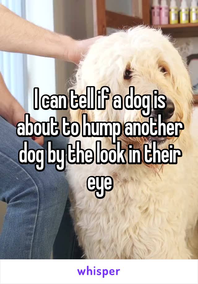 I can tell if a dog is about to hump another dog by the look in their eye