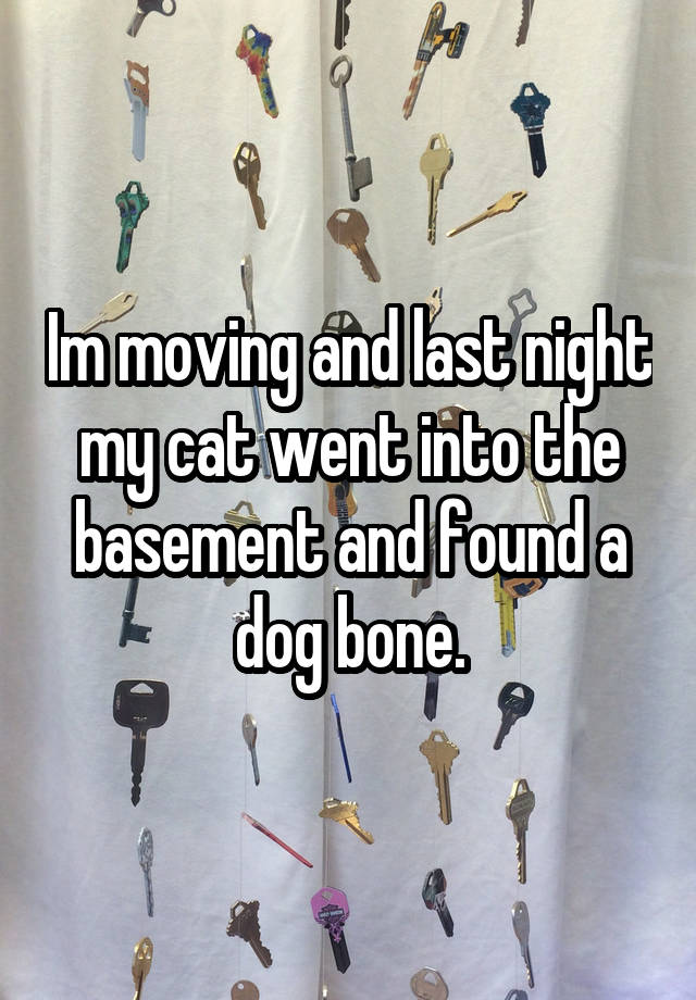 Im moving and last night my cat went into the basement and found a dog bone.